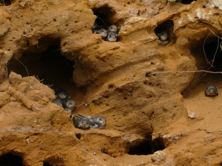 Sand Martin Chicks