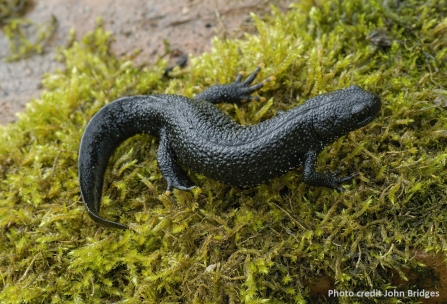 Great Crested Newt