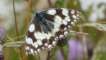 Marble White