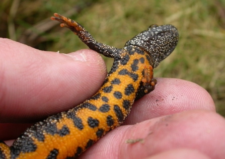 Great Crested Newt