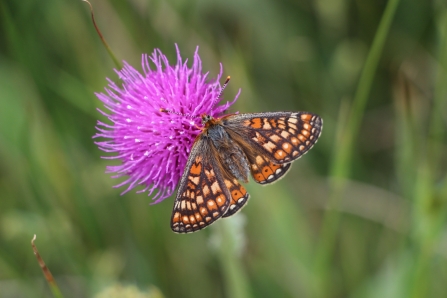 Hanningfield Butterfly