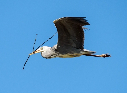 Heron flying