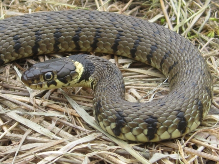 Grass Snake
