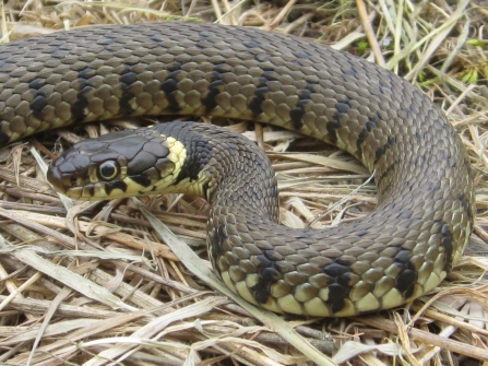 Grass Snake