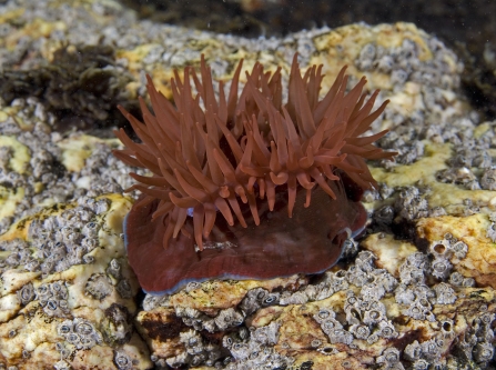 Beadlet Anemone