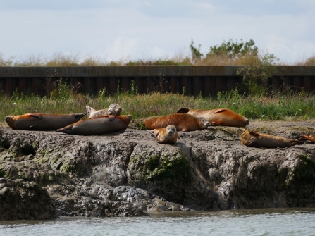 Common Seals