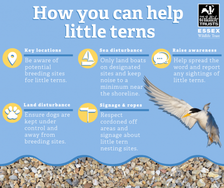Little tern infographic 