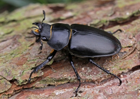 Female Stag beetle 