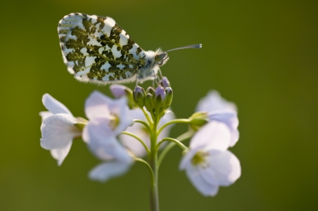 Orange Tip butterfly