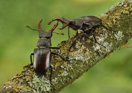 Stag Beetle