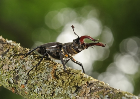 Stag beetle