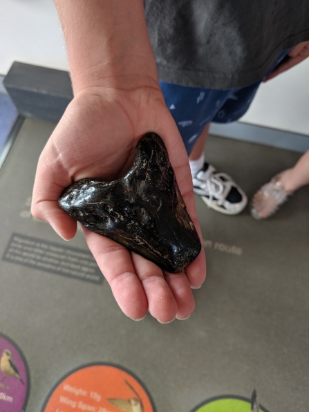 Naze Megalodon tooth