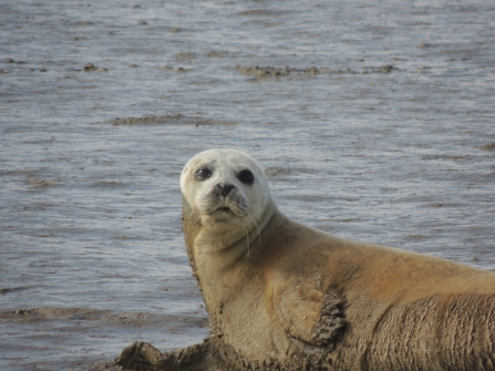 common seal