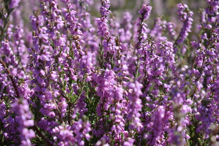 Tiptree Heather 