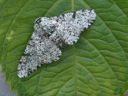Peppered Moth