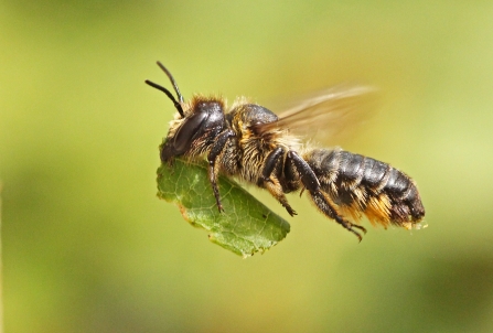 Leaf-cutter Bee