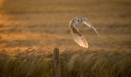 Barn Owl