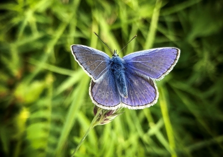 Common Blue