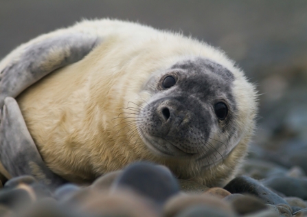 common seal