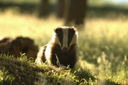 Badger - Andrew Parkinson 2020VISION