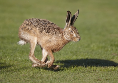 Brown Hare - Richard Steel 2020VISION