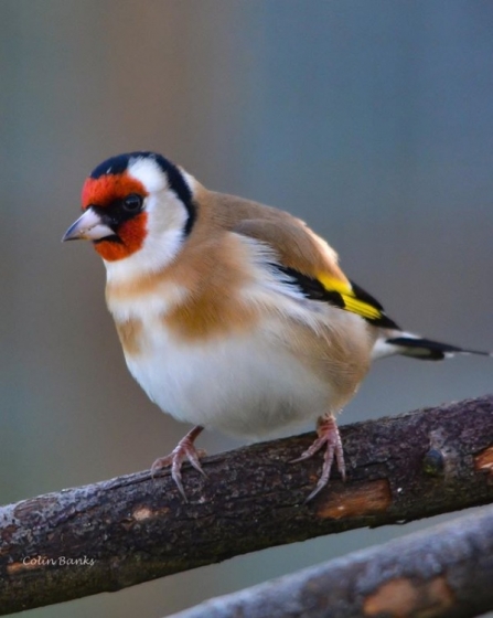 Goldfinch