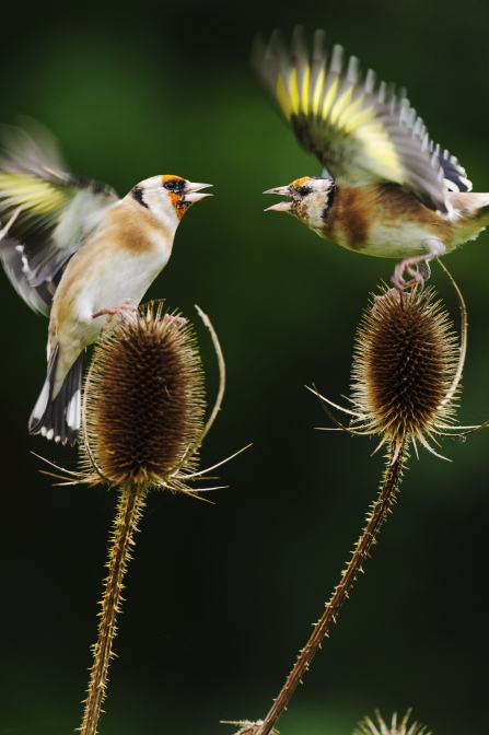 Goldfinch