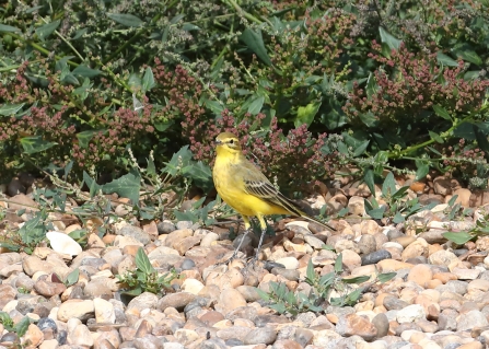 Yellow Wagtail on a shingle island