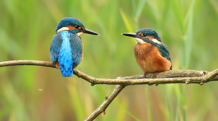 Kingfishers Photo: Jon Hawkins Surrey Hills Photography