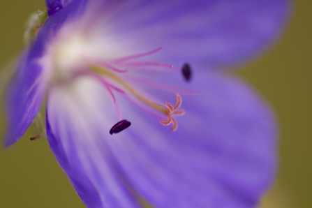 Meadow crane's-bill Mark Hamblin 2020VISION