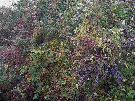 Hawthorn, rosehip and sloe berries