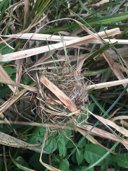 harvest mice nest 