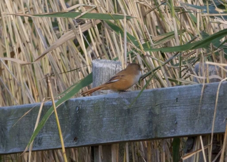 Female Bearded Tit on fence at Blue House Farm