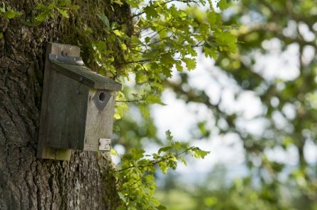 Nest Box - Photo: Ross Hoddinott 2020 Vision