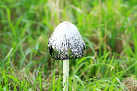 Shaggy Inkcap - Brenda Clayton