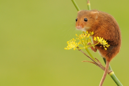 mouse on flower