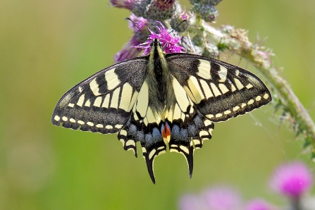 swallowtail butterfly