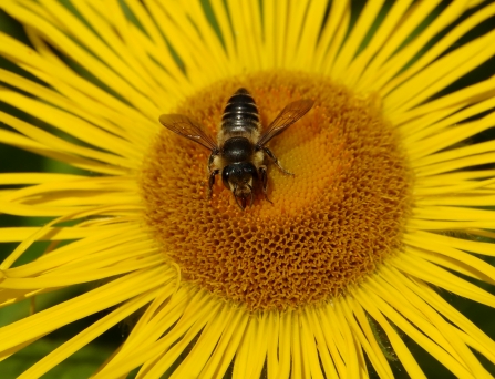 bee and flower