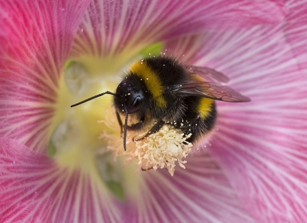 bee and pink flower