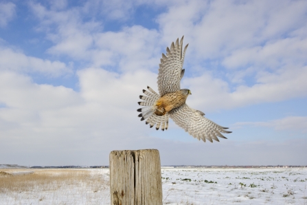 Kestrel