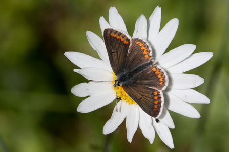 butterfly and flower