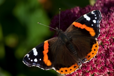 red admiral