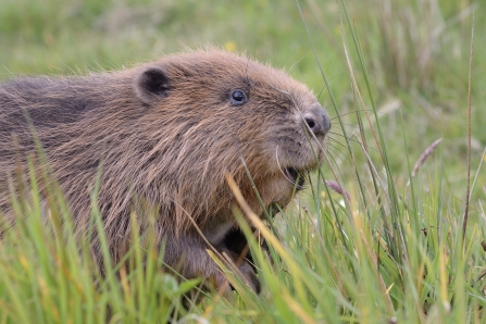 Beaver Nick Upton/Cornwall Wildlife Trust