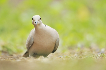 Collared Dove 