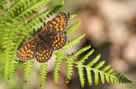 Heath Fritillary