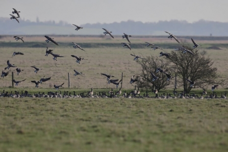 Brent Geese over fields at Blue House Farm