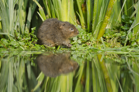 Water Vole