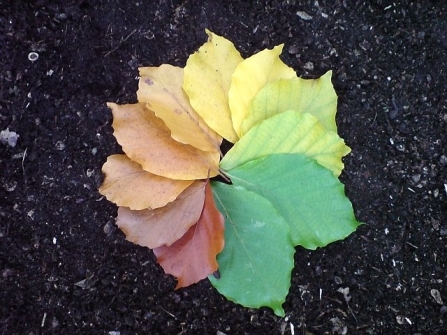 Autumn Colours