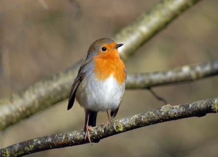 Robin in a tree