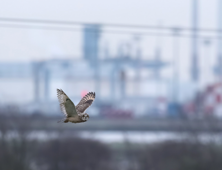 Short Eared Owl - TTNP